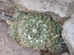 Mammillaria petrophila