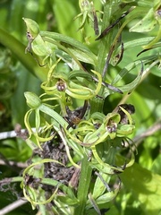 Habenaria novemfida