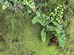 Adiantum aethiopicum