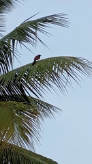 Centropus sinensis