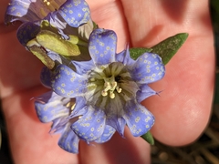 Gentiana