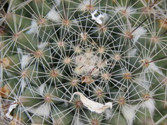 Mammillaria petrophila