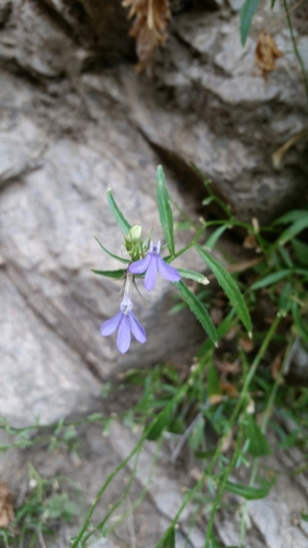 Palmerella