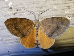 Mellilla xanthometata