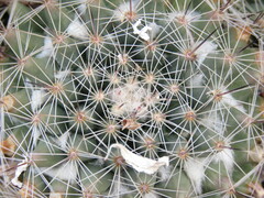 Mammillaria petrophila