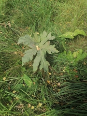Heracleum dissectum