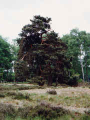 Pinus sylvestris