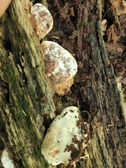 Sarcoporia longitubulata