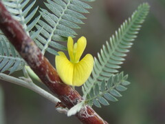 Aeschynomene nivea