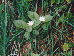Lysimachia europaea