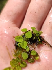 Salvinia natans