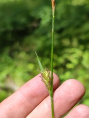 Carex michelii