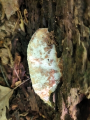 Sarcoporia longitubulata