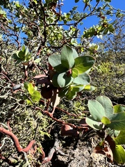 Arctostaphylos pallida