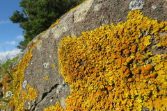 Xanthoria calcicola