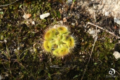 Drosera glanduligera