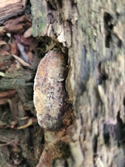 Sarcoporia longitubulata