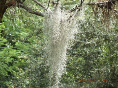 Tillandsia usneoides