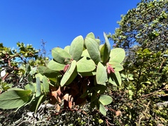 Arctostaphylos pallida