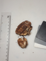 Sarcoporia longitubulata