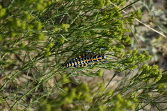 Dactylotum bicolor