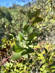 Arctostaphylos pallida
