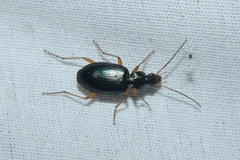 Agonum extensicolle