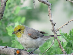 Auriparus flaviceps