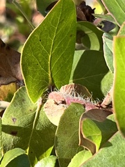 Arctostaphylos pallida