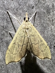 Sericoplaga externalis