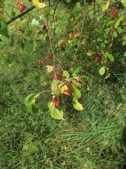 Malus baccata