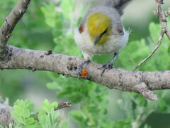 Auriparus flaviceps