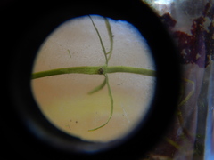 Ostracoda