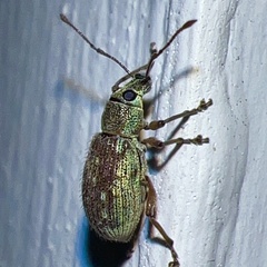 Cyrtepistomus castaneus