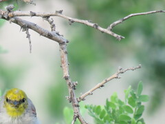 Auriparus flaviceps