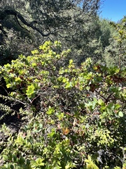 Arctostaphylos pallida
