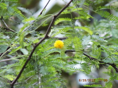 Vachellia farnesiana