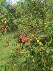 Malus baccata