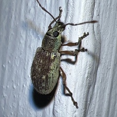 Cyrtepistomus castaneus