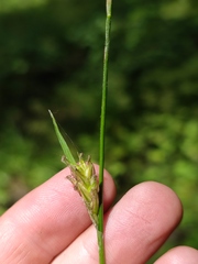 Carex michelii