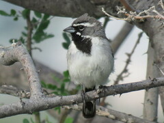 Amphispiza bilineata
