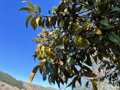 Chrysolepis chrysophylla