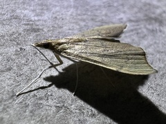 Sericoplaga externalis