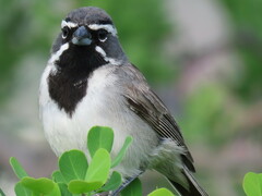 Amphispiza bilineata