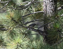 Setophaga coronata auduboni