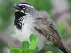Amphispiza bilineata