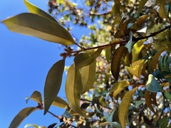 Chrysolepis chrysophylla