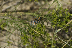 Dactylotum bicolor
