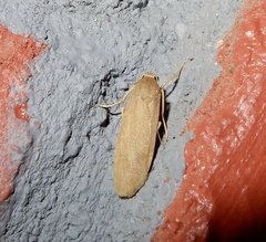 Danielithosia