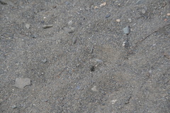 Cicindela oregona